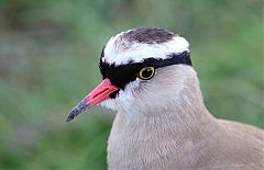 Crowned Lapwing